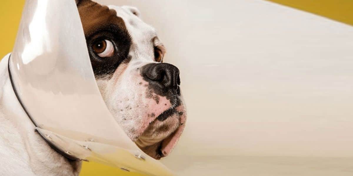 Image showcasing The Positive Impact of Spaying or Neutering on your Pet's Health | Vets ...