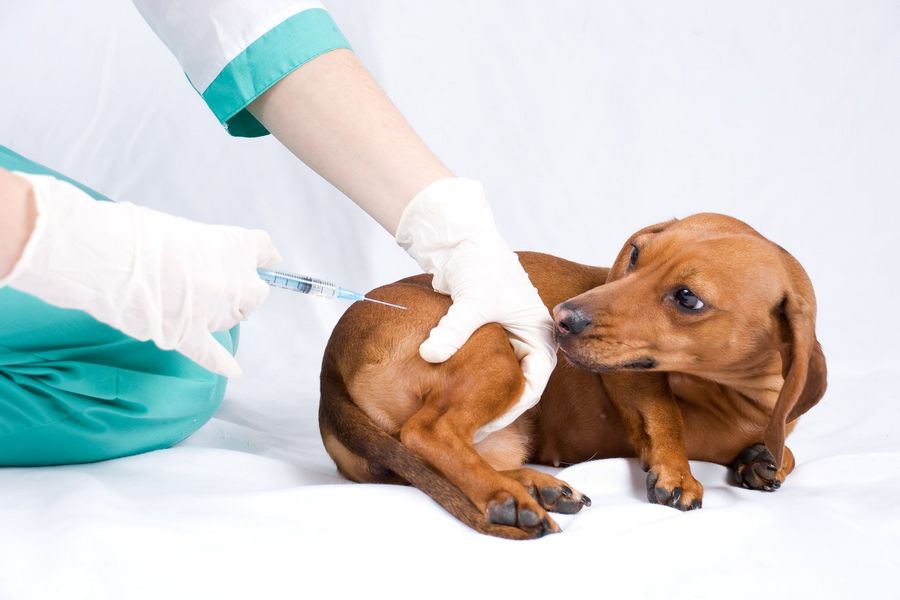 Pets at home puppy hot sale vaccinations